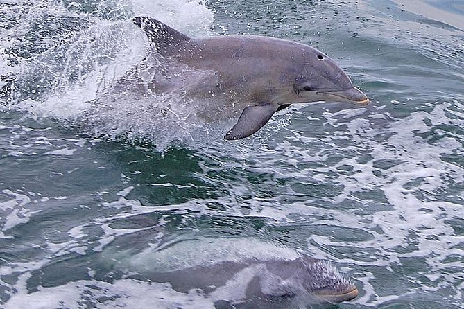 Dolphin Watching Around Cape May - Cape Mays Coastal Environment