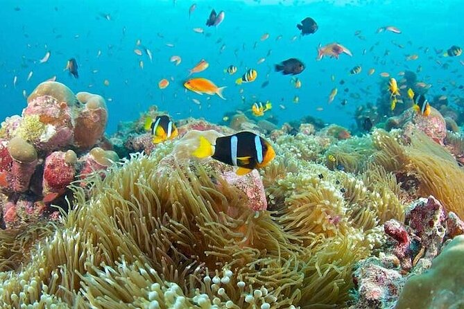 Dolphins and Snorkeling at Mnemba Island Reef - Snacks Included - Frequently Asked Questions