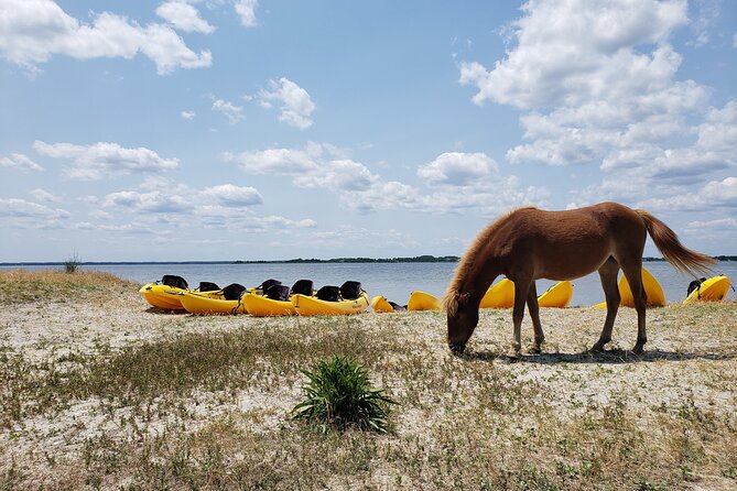 Double Sit on Top Kayak Rental Review - The Sum Up