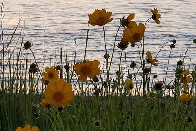 Down Island Tour With One Hour in Edgartown - Tour Experience and Highlights