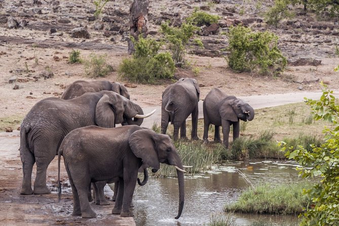 Durban: Big 5 Luxury Safari at an Award Winning Game Reserve — Zeiss Binoculars - Guest Testimonials