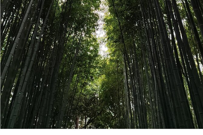Early Half Day to Kyoto Highlights - Discovering Kyotos Charming Sights