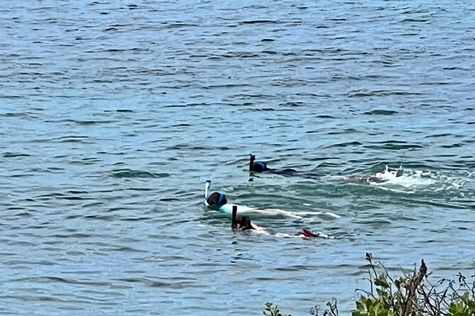 Electric Beach Snorkeling With Dolphins Tour - What to Expect on the Tour