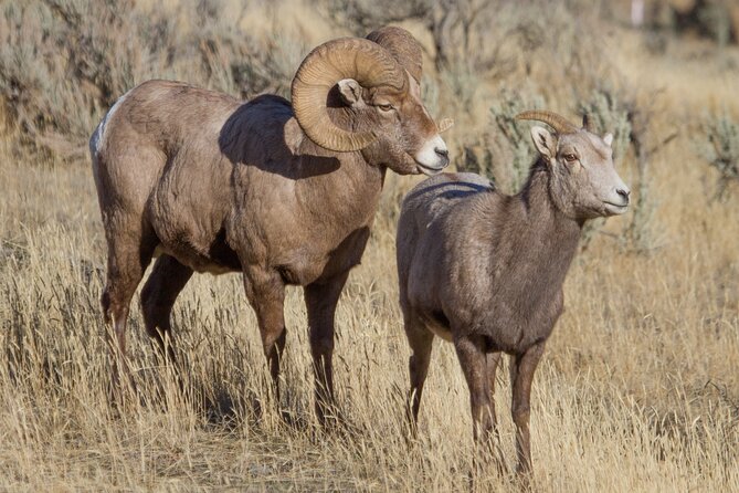 Epic Yellowstone Private Tour - Frequently Asked Questions