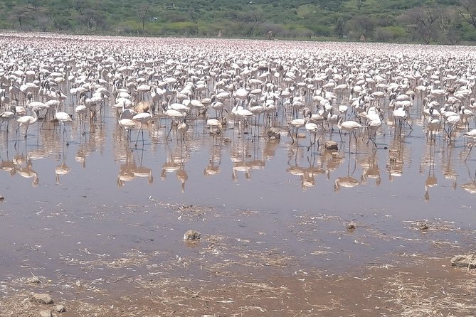 Escape to Lake Bogoria, Flamingos New Home for an Overnight Safari - Reviews and Customer Feedback