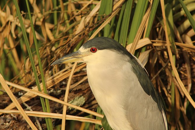 Everglades National Park Small Group Guided Boating & Walking Tour Expedition - Exploring the Scenic Ten Thousand Islands