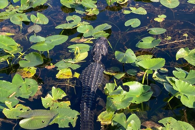 Everglades National Park Tour: Review - Accessibility and Accommodations