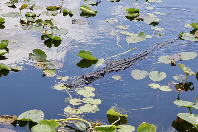 Everglades Tour From Miami 4 Hours With 60MIN Airboat Ride & Free Group Photo - Customer Experiences