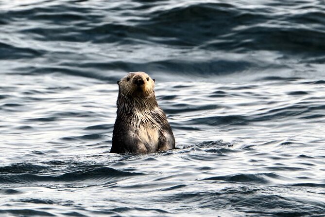 Experience Local Marine Wildlife Tour - Discovering Local Marine Wildlife