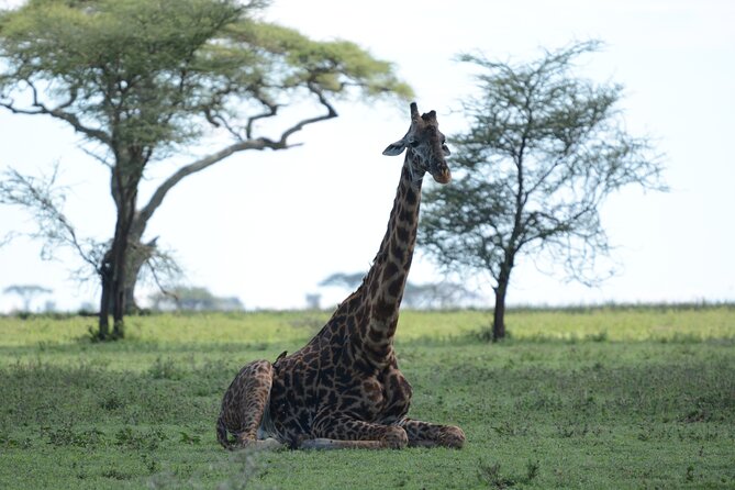 Experience the Masai Mara and the Dancing Masai in 4 Days - Highlights of Masai Mara