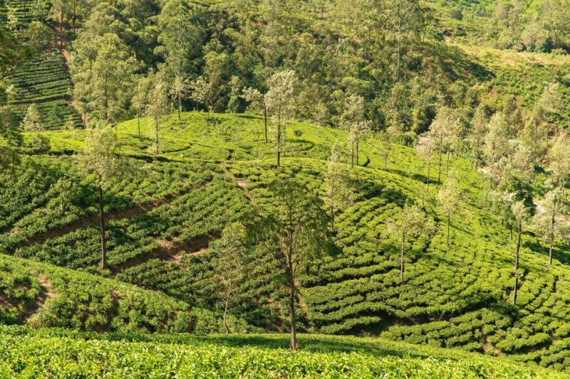 Explore Sigiriya, Kandy,Nuwaraeliya,Galle From Colombo - Tooth Relic Temple