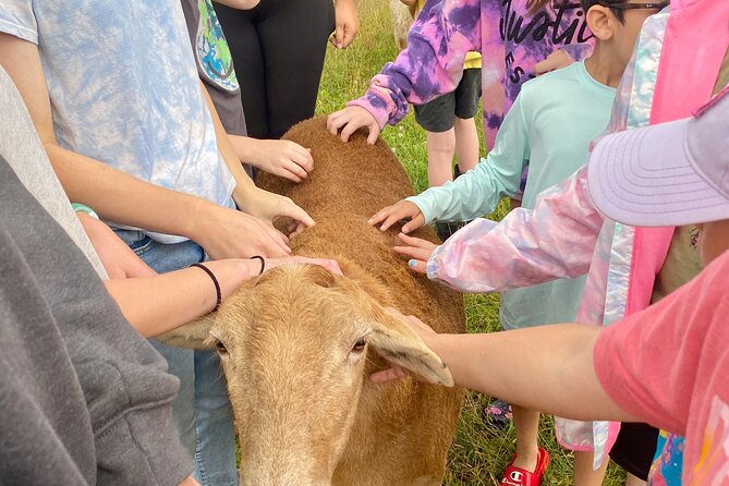 Farm Tour at Clover Brooke Llama/Alpaca/Goat Farm - Farm Animals and Activities