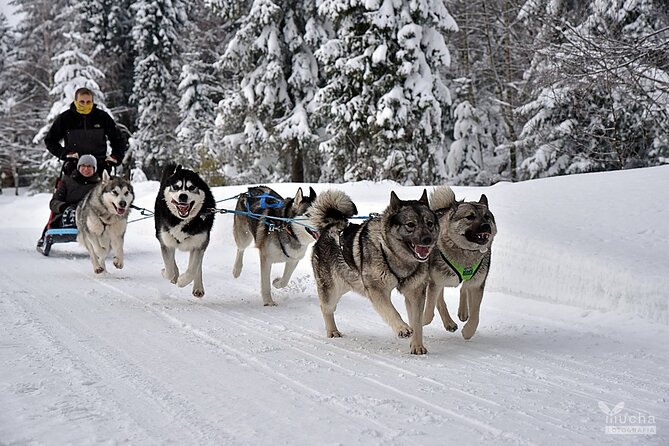 Feel the Magic of Winter With Thrilling Arctic Dog Sled Rides - Mastering the Art of Mushing