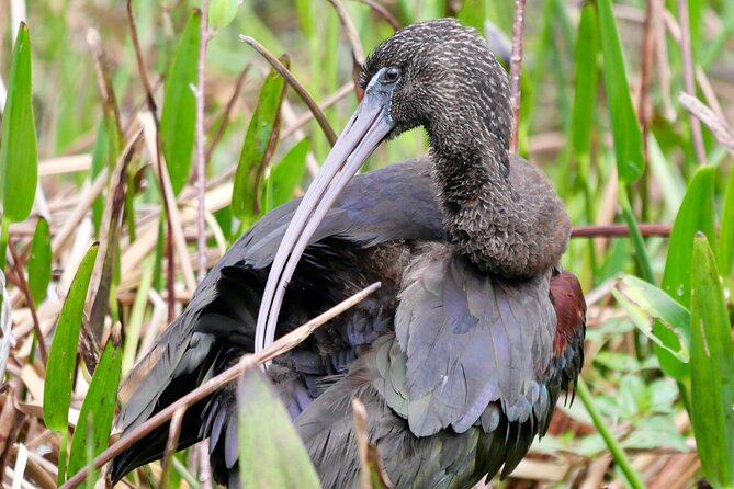 Florida Wildlife Drive Eco Tour With Lunch and Moonshine Tasting - Wildlife Sightings