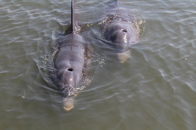 Folly Beach Eco Boat Excursion and Morris Island Drop Off - Positive Customer Feedback and Experiences