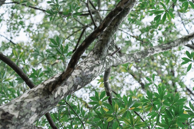 Forest Therapy in Sasaguri Town - Frequently Asked Questions