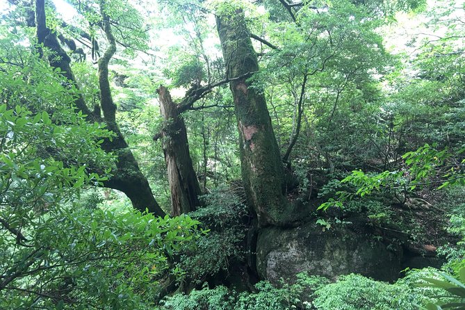 Forest Walk - Exploring the Lush Canopy