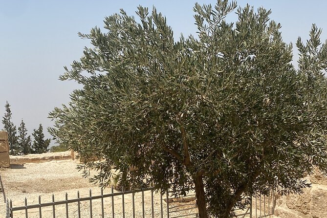 From Amman: Group Day Tour Madaba Mount Nebo & Dead Sea to Amman - Frequently Asked Questions