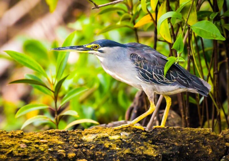 From Colombo/Negombo: Muthurajawela Bird Watching Day Trip - Customer Feedback