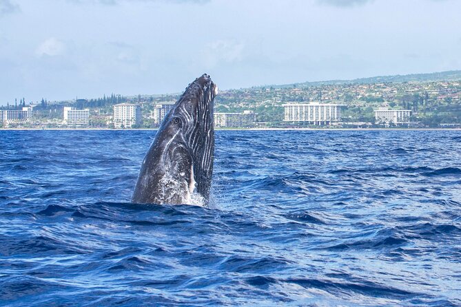From Maalaea Harbor: Whale Watching Tours Aboard Winona Catamaran - Booking and Cancellation Policy