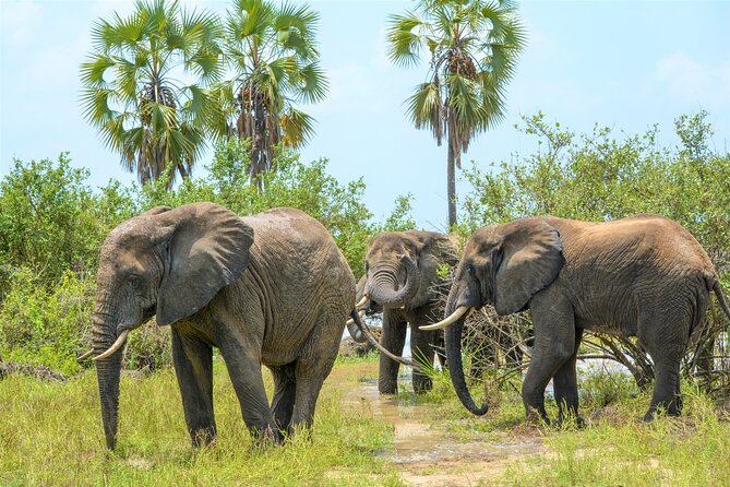 From Zanzibar: Selous Game Reserve Day Safari With Flights - Traveler Reviews and Experiences