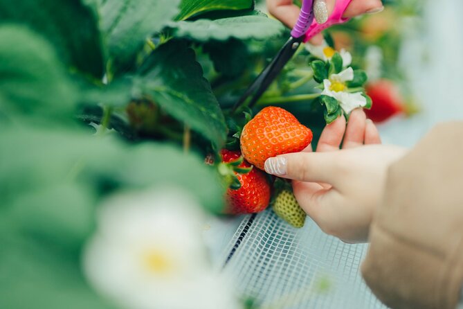 Fukuoka Seasonal Fruit Picking Shopping and TeamLab Day Bus Tour - Outlet Mall and Lunch