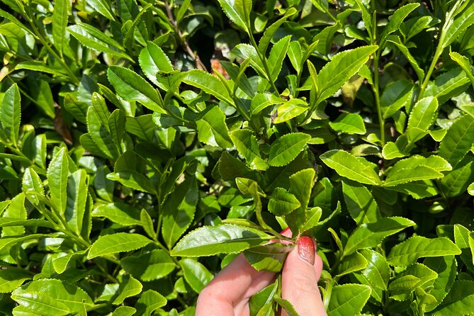 Full Day 7hr Private Van True Hidden Kyoto Matcha Farm Experience - Tea Farm Walk and Matcha Preparation