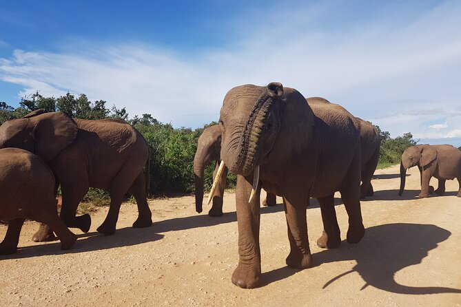 Full Day Addo Elephant National Park Safari - Tips for a Great Safari