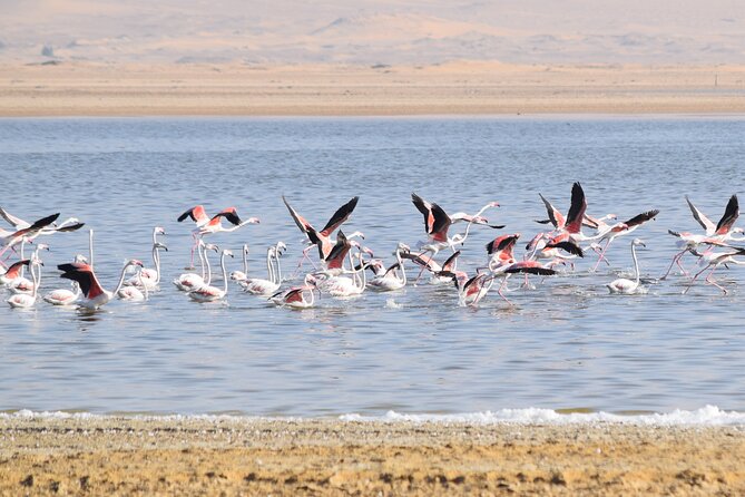 Full-Day Bird Watching Private Experience at Fayoum - Booking and Cancellation Policies