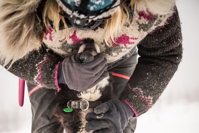 Full Day Drive Your Own Dog Team Dog Sledding Tour - What to Expect on the Tour