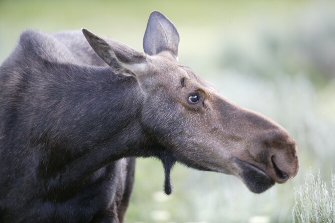 Full Day Wildlife Tour in Yellowstone Lamar Valley to Canyon - Sum Up