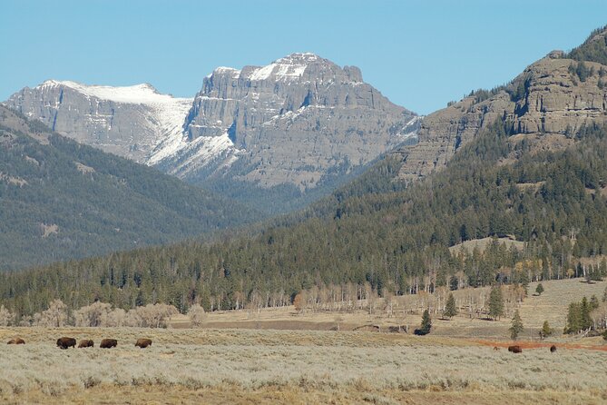 Full-Day Yellowstone Upper (Northern) Loop Tour - Customer Feedback