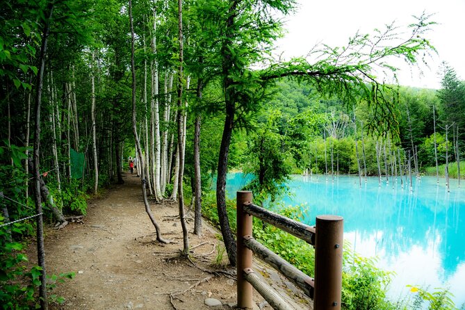 Furano Biei Tour Sapporo DEP: English Speaking Driver, No Guide - Sightseeing Highlights in Furano and Biei