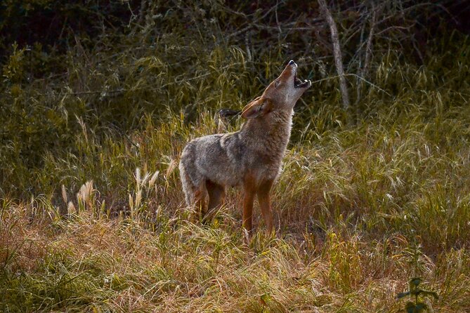 Golden Gate Park Twilight Wildlife Tour Review - Final Thoughts
