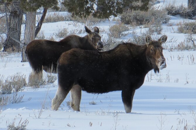 Grand Teton Park & Jackson Hole - PRIVATE Morning Wildlife Tour - Accessibility Options