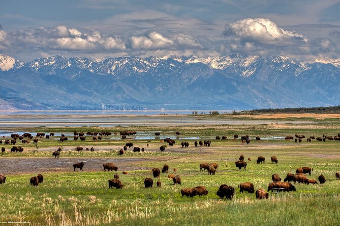Grand Teton, Yellowstone, and Glacier National Parks 8-Day Tour - Important Policies