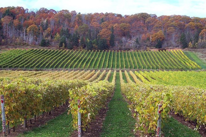 Green Wine Region Tour: Wine Tastings & Lunch - Wine Tasting Experience