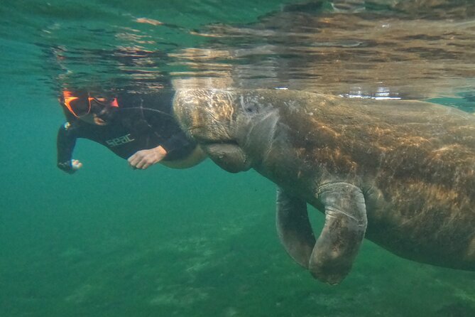Guided Crystal River Manatee Snorkeling Tour - Participant Requirements