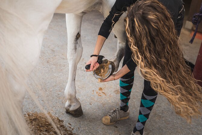 Guided Experience to Learn About Horses and Horse Care - Reviews and Feedback
