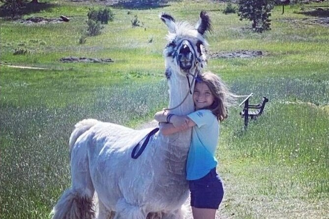 Guided Llama Hike in the Rocky Mountains - What to Expect on the Hike
