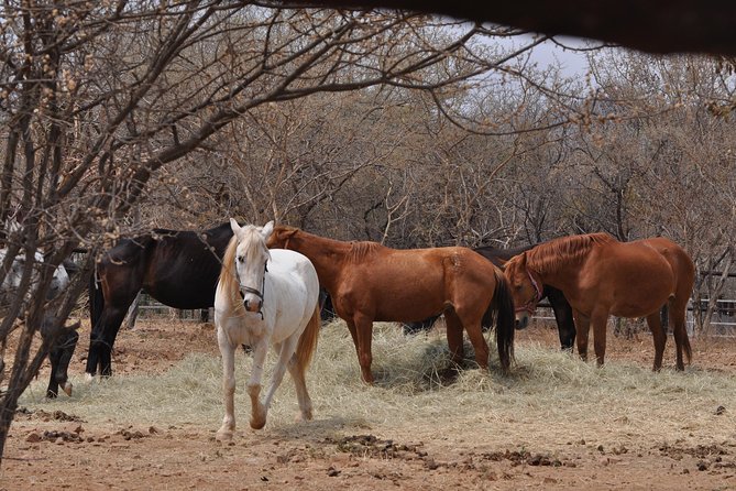 Guided Pony Riding in the Tranquil Surroundings of the Notwane Dam - Pricing Details and Cancellation Policy