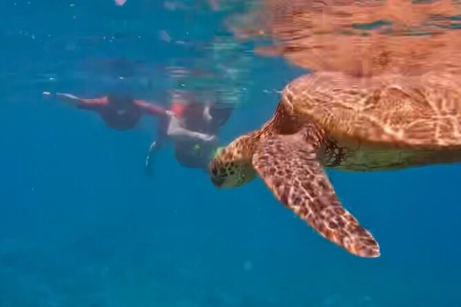 Guided Snorkeling for Beginners With Flotation Wetsuit - Additional Information and Tips