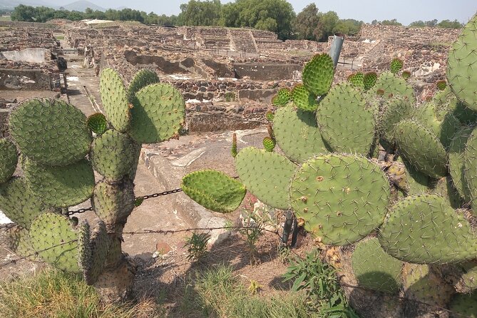 Guided Walking Tour to the Archaeological Zone of Teotihuacán - Accessibility Features