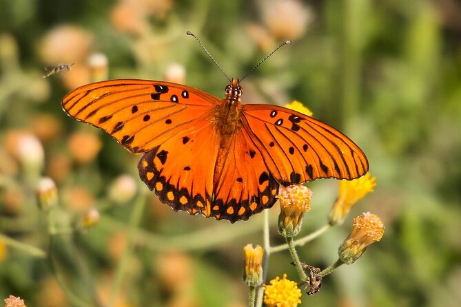 Half-Day Bird Watching Endemics Activity in Los Cabos - Cancellation and Booking Policies