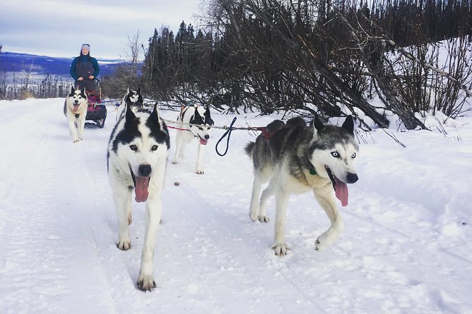 Half Day Drive Your Own Dog Team Dog Sledding Tour - Cancellation Policy