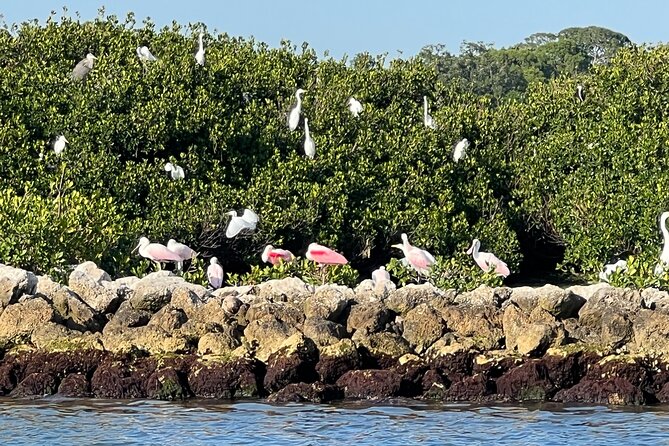Half Day Eco and Dolphin Boat Tour Review - Great Cruise and Captain