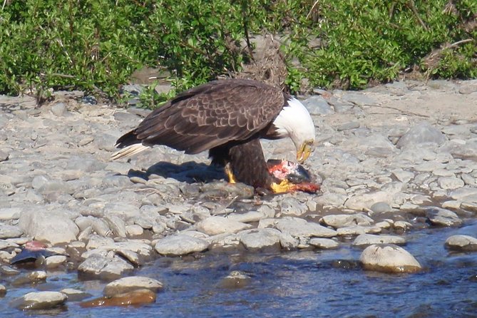 Half-Day Fishing Trip on the Kenai River - Pricing and Booking Policies