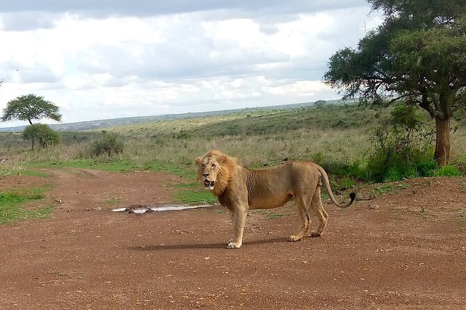 Half Day Morning or Afternoon Guided Tour : Nairobi National Park - Customer Reviews and Ratings
