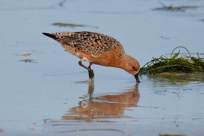 Half-Day Private Bird Tour of Fort De Soto Park in St. Petersburg - 2 Person Max - What to Expect on the Tour