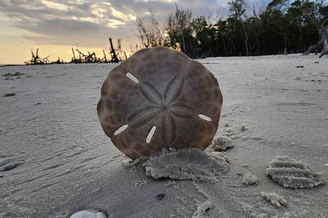 Half Day Private Shelling Dolphin EcoTour in 10 000 Island Marco - Discovering the Best Shelling Spots